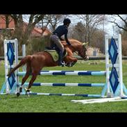 Anden særlig race Jolie