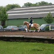 Haflinger mattis
