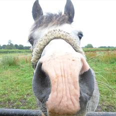 Welsh Mountain (sec A) Lundehuset's Helios (Bele)