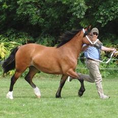 Welsh Cob (sec D) Valhallas Zambuca