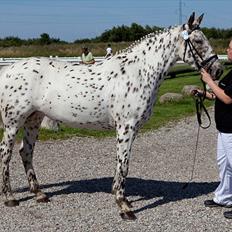 Knabstrupper Friis' Claudia KNN 2513