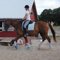 Anden særlig race Fabian 