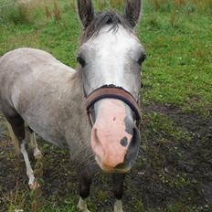 Welsh Pony (sec B) Lundehuset's Harmonie (Pjuske)