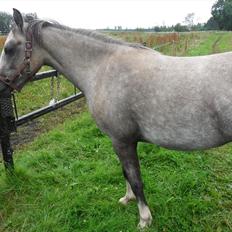 Welsh Pony (sec B) Lundehuset's Harmonie (Pjuske)
