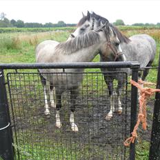 Welsh Pony (sec B) Lundehuset's Harmonie (Pjuske)