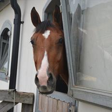 Belgisk varmblod Frutrillo