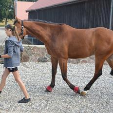 Belgisk varmblod Frutrillo