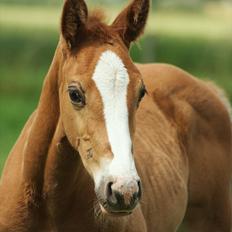 Palomino LadiSantos! :-*