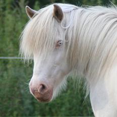 Islænder Skyssa fra Tøndborg