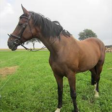 Dansk Varmblod La Bamba Lund