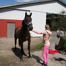 Anden særlig race Tiedmanns Antorini AKA Medina