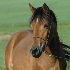 Arabisk fuldblod (OX) Majona By Marahepa