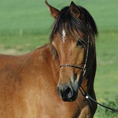 Arabisk fuldblod (OX) Majona By Marahepa