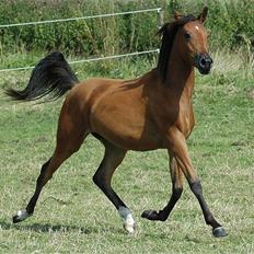 Arabisk fuldblod (OX) Majona By Marahepa