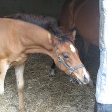 Arabisk fuldblod (OX) Shah El Manox