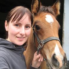 Arabisk fuldblod (OX) Shah El Manox