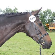 Dansk Varmblod Lillevang Felicia