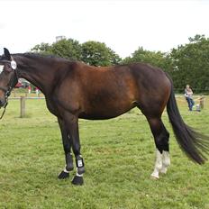 Dansk Varmblod Lillevang Felicia