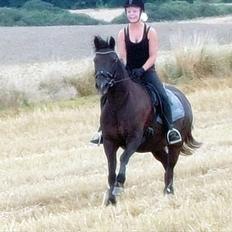 Pinto Desteny Sunshine