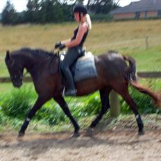 Pinto Desteny Sunshine