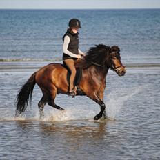 Islænder Geysir (Trold)