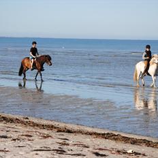 Islænder Geysir (Trold)
