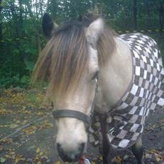 Anden særlig race Højgaard's Le-Mann