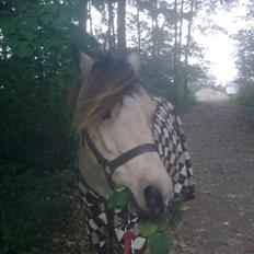 Anden særlig race Højgaard's Le-Mann