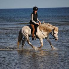 Islænder Týr f Donstedet