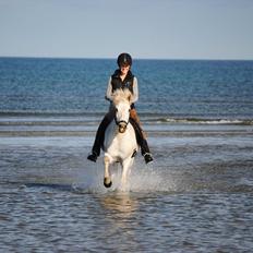 Islænder Týr f Donstedet