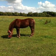 Anden særlig race Dixie ( solgt )