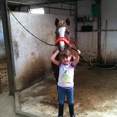 Anden særlig race Dixie ( solgt )