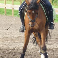 Tysk Sportspony Cyveria(Amy)