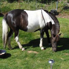 Anden særlig race Lille Sky