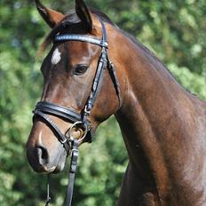 DSP Tranholms Kalypso .:SOLGT:.