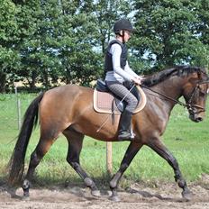 DSP Tranholms Kalypso .:SOLGT:.