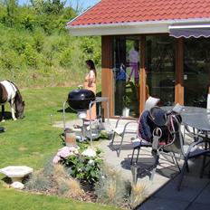 Anden særlig race Lille Sky