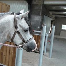 Welsh Pony (sec B) Bjerregårds Ivanhoe