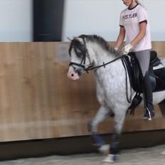 Welsh Pony (sec B) Bjerregårds Ivanhoe