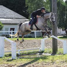 Trakehner Ferrari