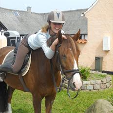 New Forest Nygaards Quando