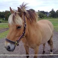 Anden særlig race Tøsne