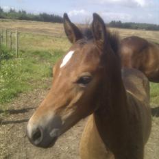 New Forest Vestergaards Cornetto 
