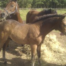 New Forest Vestergaards Cornetto 