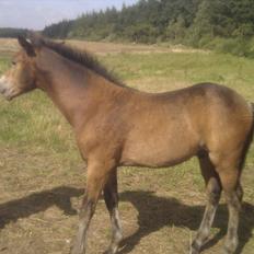 New Forest Vestergaards Cornetto 