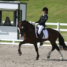 Welsh Cob (sec D) Kirz Vanill Krokodille