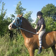 Hollandsk Sportspony Jupeter *SOLGT*