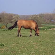 Anden særlig race Siljan