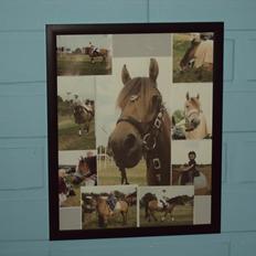 Anden særlig race Siljan