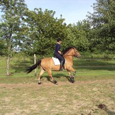 Anden særlig race Siljan